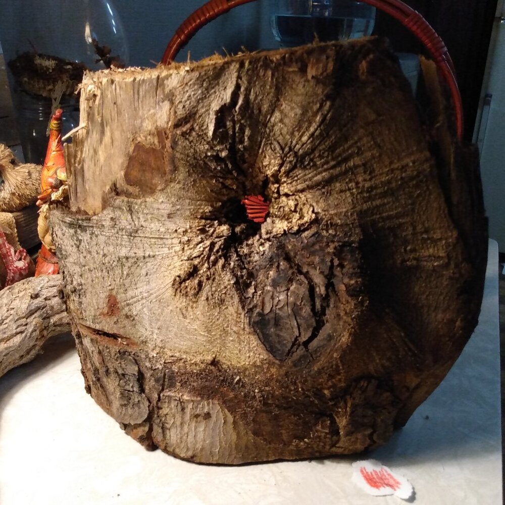 Unique Very Cool Wood Tree Slice Slab Art Taxidermy Rustic Accent 10x 11